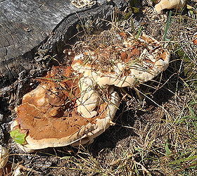 i found these mushrooms down the street are they edible, gardening, Look like thick pancakes