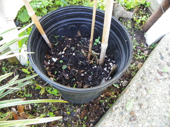 clematis will it live or will it not, container gardening, flowers, gardening, Still in Original Pot But has ROOTED itself into the Ground