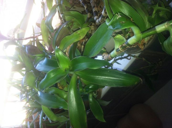 q help identifying plant, Plant growing in pot some stems trail down out of pot almost like a vine