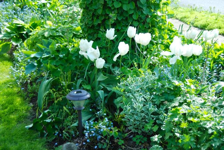 scenes from the shade path garden, flowers, gardening, outdoor living, Tulip White Parrot Parrot tulips are known for their unusual markings and shape It is a nice frilly addition to the front of the sunny end of this garden that is mostly in shade
