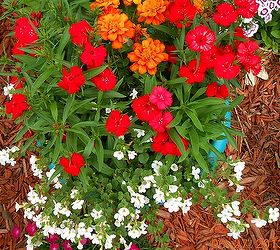 summer time flowers, flowers, gardening, Dianthus bacopa and marigolds