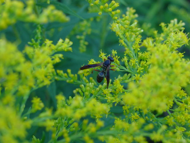 flowers in my gardens, flowers, gardening, Wild Goldenrod with a wasp on it Nope I really did not want it in my garden but it showed up when I wasn t paying attention