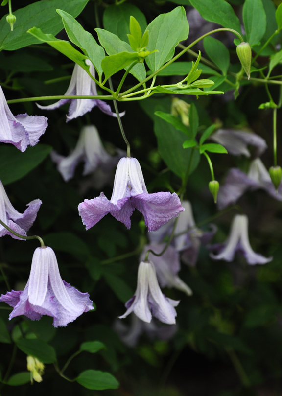 planting and pruning a clematis, flowers, gardening