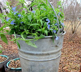 framed lobelia bucket, gardening, A small galvanized bucket with a trailing lobelia planted inside