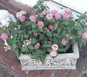 plan now annual flower containers, container gardening, flowers, gardening, Lantana