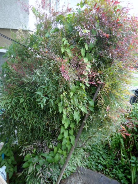 q does anyone know what kind of bush tree this is, flowers, gardening, Morning glory tangled in shrub ignore