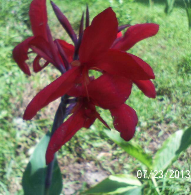just some of the flowers in our yard, flowers, gardening, Cannas blooming