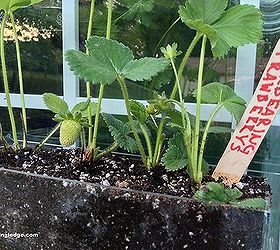 Nothing Says Summer Like Fresh Strawberries Growing From Every Window! Hometalk