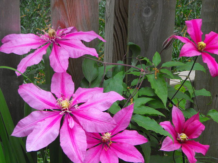 spring, container gardening, easter decorations, flowers, gardening, seasonal holiday d cor, Early blooming clematis