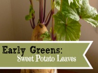 early greens sweet potato leaves, gardening