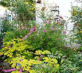 spring fever, flowers, gardening, hydrangea, outdoor living, April side garden with kerria lilac dicentra and columbine