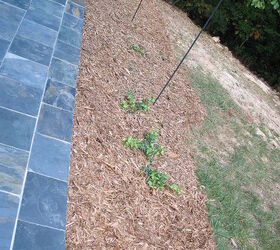 moved gardenias that were not doing well here and added tea olives and yews, gardening, Tried Ivy before I I tried putting 3 gardenia bushes and 4 butterfly bushes there but none were doing well because of too much runoff water off the deck so just recently moved them to a spot where they will thrive Ivy has barely grown in 6 years