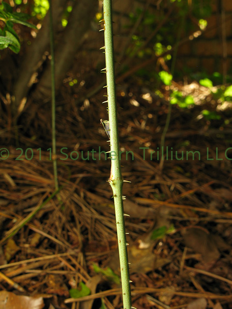 q how about a little weed id anyone else know the name of this weed i know everyone, gardening, landscape