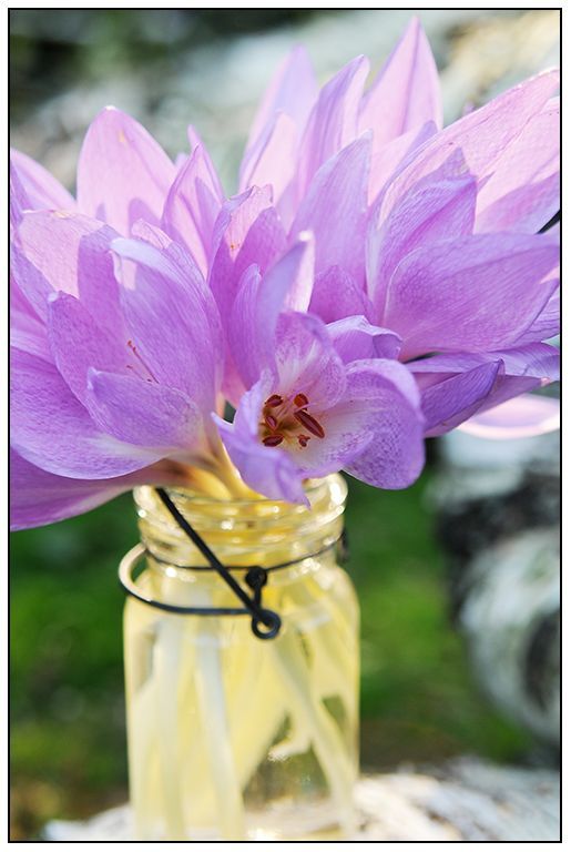 la otra estacin del azafrn, Los colchicum son primos cercanos de los crocus de oto o y son excelentes flores cortadas foto de Mattus v a Growing with Plants