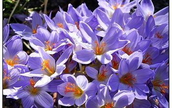 The other season for crocus
