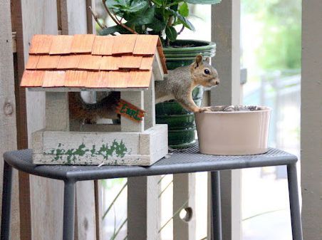 diy squirrel feeder, crafts, pets animals