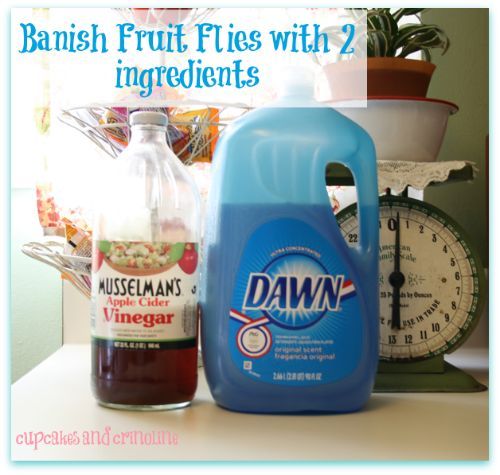 get rid of pesky fruit flies easily and quickly, pest control, The two ingredients needed to get rid of fruit flies