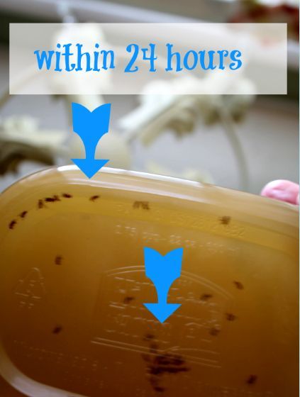 get rid of pesky fruit flies easily and quickly, pest control, Results in 24 hours