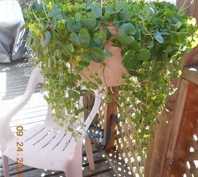 unknown name for that trailing ivy w purple amp white small flowers, flowers, gardening, side view