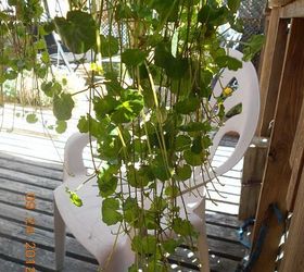 unknown name for that trailing ivy w purple amp white small flowers, flowers, gardening, end of this trailing plant w flowers