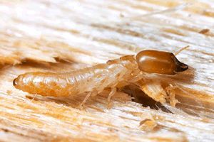 how to detect termite damage, home maintenance repairs, pest control, Spot termite damage early to avoid costly repairs