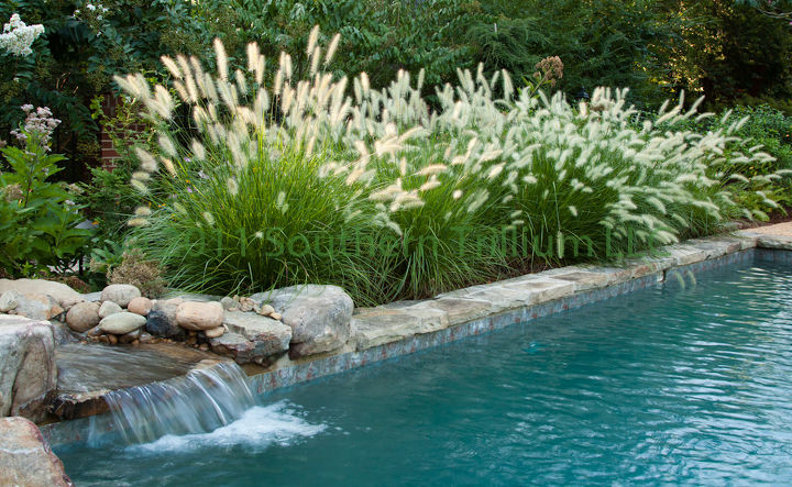with the cold weather fast approaching and the possibility of snow flurries tonight, decks, gardening, outdoor living, pool designs, The other view of the waterfall on the pool edge with the Pennisetum glowing in the morning light