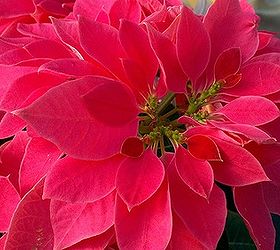 these are just four of the 600 poinsettias in a greenhouse at campbell road nursery, gardening, This variety looks red but is actually shocking pink you really need to see it in person