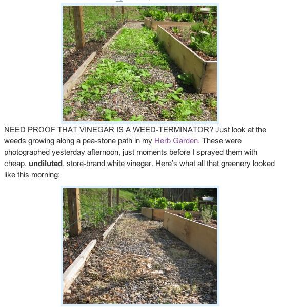q a friend sent a post from another site about killing weeds with vinegar i m posting, flowers, gardening