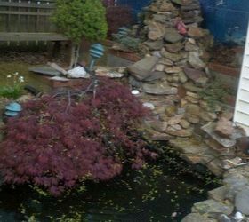 a pond my husband built in our yard fish have been in there for over 5yrs now, pets animals, ponds water features