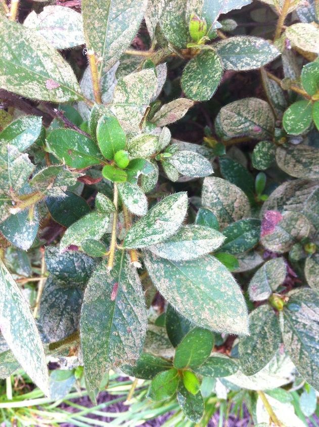 can anyone help me to identify what is wrong with my azaleas, Azelea