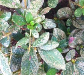 how-do-you-get-rid-of-powdery-mildew-on-azaleas-glorietalabel