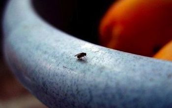 Fight Pests: Fruit Flies