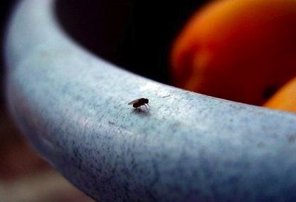 fight pests fruit flies, pest control