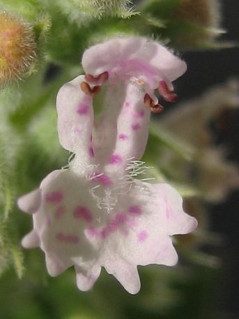 fotos das minhas petnias e flores de catnip usando a configurao macro na minha cmera, Close up da flor da planta catnip