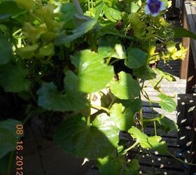 do u know what name of that trailing ivy with small purple with white edge flowers, flowers, gardening