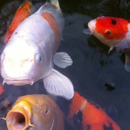 bring your landscape to life with koi, outdoor living, ponds water features, Koi smooch anyone