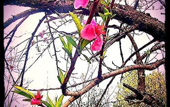 Peach Tree Blossom
