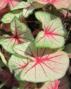 q i have two pots of caladiums outside my front door i read they won t survive the, gardening