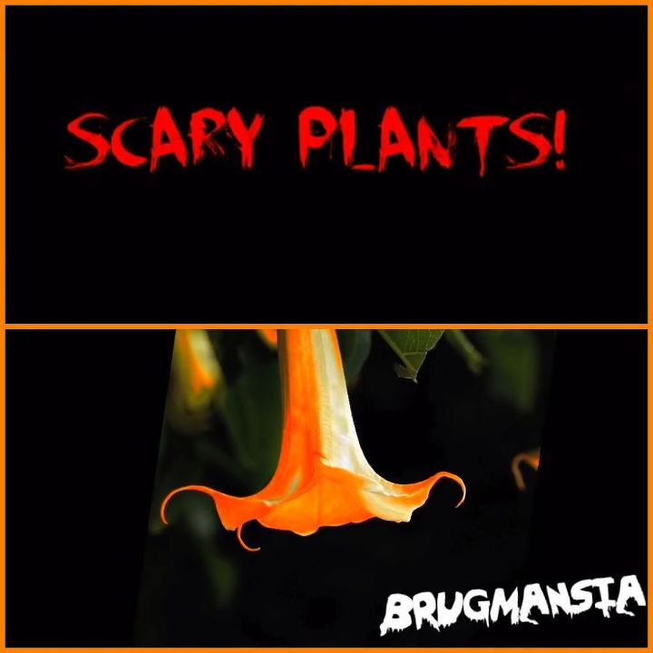 scary plants giant pitcher plant brugmansia and teddy bear, gardening, Watch Scary Plants from the Way to Grow gardening series with Shirley Bovshow
