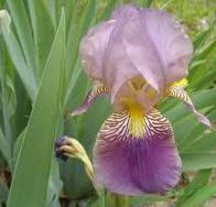 have some irises that hardly bloom anymore i want to move them to a place that will, flowers, gardening