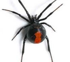 black widow spider, garages, pest control, Balck Widow Spider
