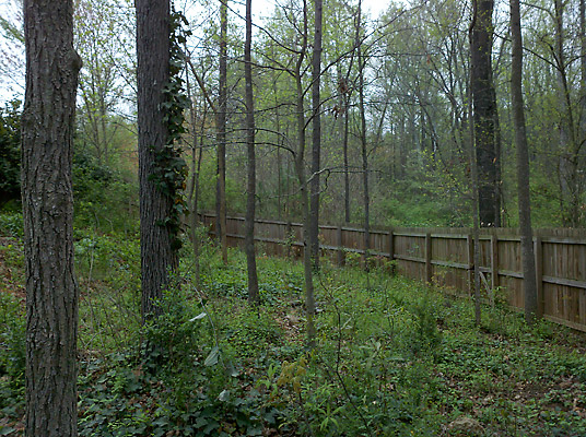 overwhelmed by overgrown backyard