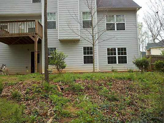 overwhelmed by overgrown backyard