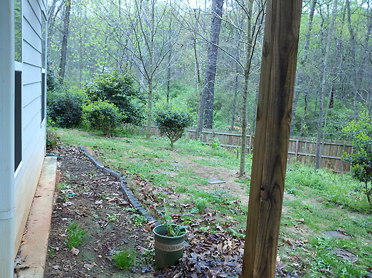 overwhelmed by overgrown backyard