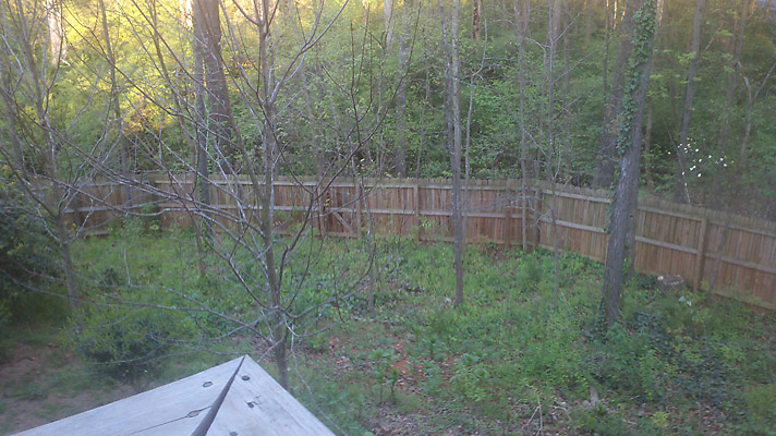 overwhelmed by overgrown backyard