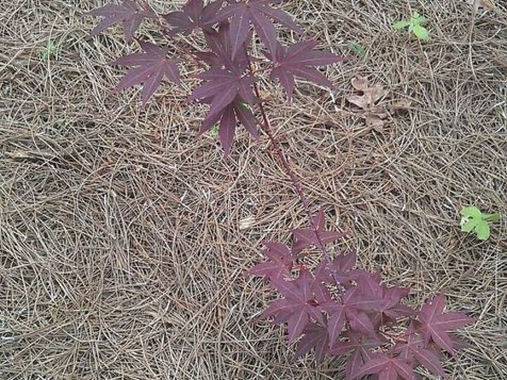 q japanese maple saplings up for grabs in atlanta, gardening