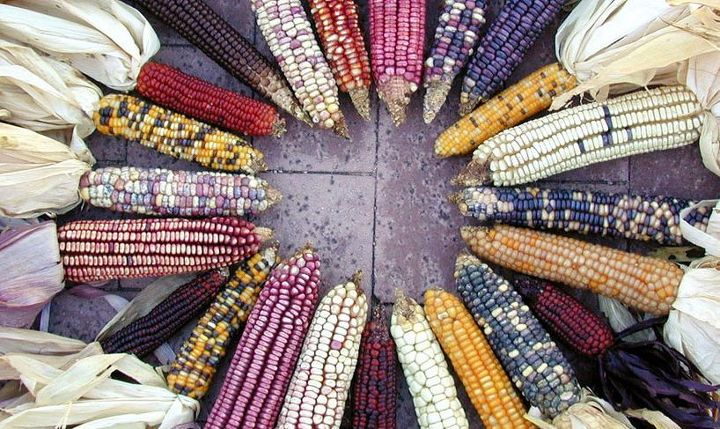 7 organic seed companies worth checking out, gardening, A Picture of organic corn from Native Seeds based out of Tucson Arizona They are devoted to saving wild and ancient seed from the southwest