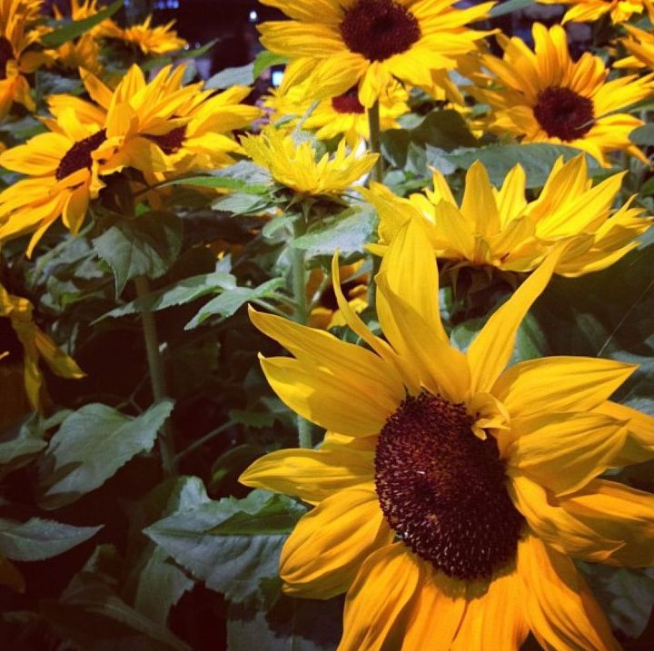 garden inspiration from the flower show, flowers, gardening, outdoor living, succulents, Lots of sunflowers to brighten up the landscape