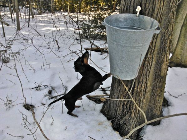 snow picnic making maple syrup and the story of a sap thief, outdoor living