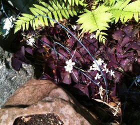 my flower garden this year, flowers, gardening, Purple Shamrock in Bloom